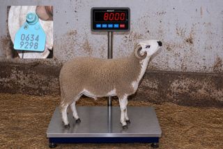 06349298 - 80 Kg