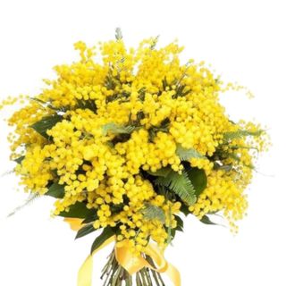Bouquet mimosa
