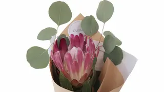 Protea bunch