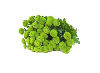 3 Хризантеми, зелени