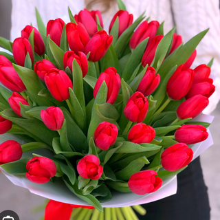 Red Tulips