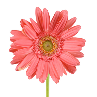 Gerbera Grande Rosa Claro Flor Suelta (Nos son ramos/no bouquet)