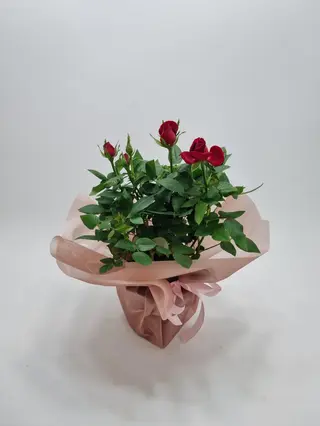 Ghiveci minirosa