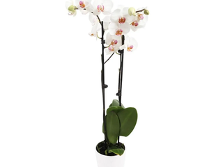 Orchidea