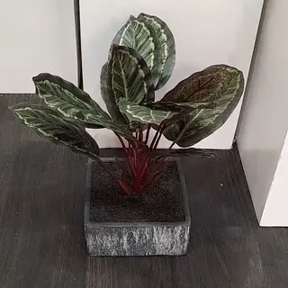 Calatea 