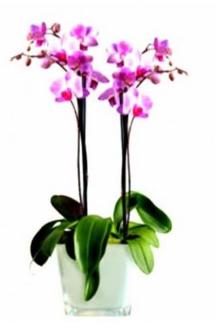 Phalaenopsis rosa