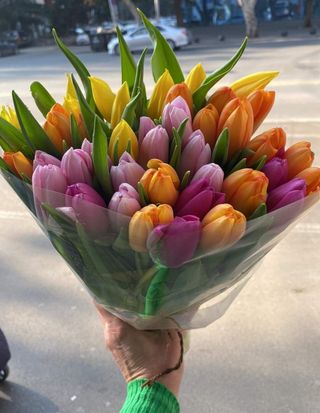 ჰოლანდიური ტიტების მიქსი (50 ცალი)