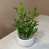 Бамбук, кімнатний 