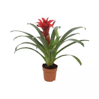 Bromelia