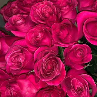 20 roses fuchsia emballé 