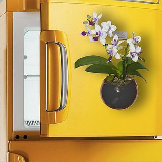 Orquídea  Phalaenopsis Mini