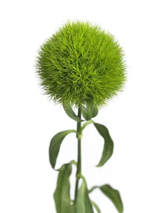 Green trick