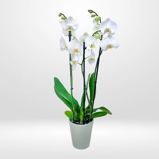Orquidea Phalaenopsis con macetero de cerámica 