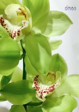 ჰოლანდიური ორქიდეა (მწვანე)