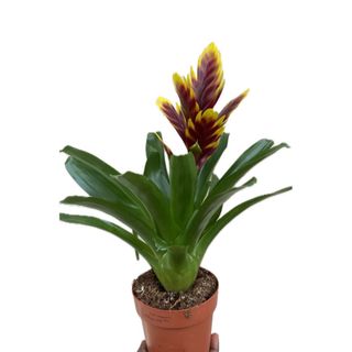 Bromélia bordô com detalhes amarelo