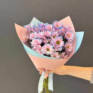 ჰოლანდიური ქრიზანთემა M  