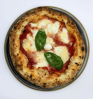 Reginella magnifica