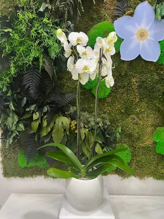 ORCHIDEA BIANCA 