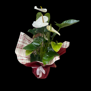 Anthurium Alb