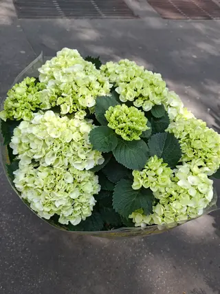 Ortensa gerande