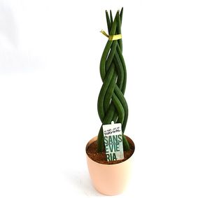 Planta Șarpe - Sansevieria Împletită