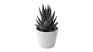 Aloe Tiki sa keramičkom saksijom