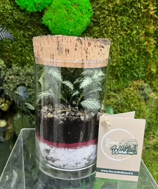 TERRARIUM Fittonia Small