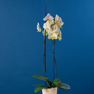 Orhidee Phalaenopsis galbena