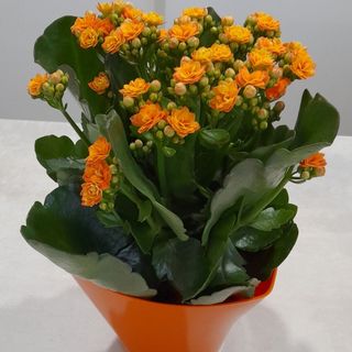  Kalanchoje pomarańczowe + doniczka ceramiczna