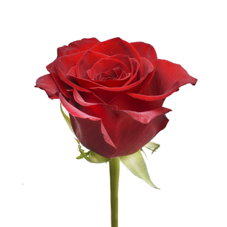 Rosa Eterna grande roja y colores