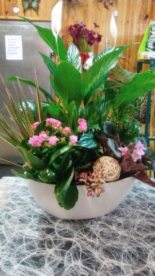 Centro  Plantas Variadas