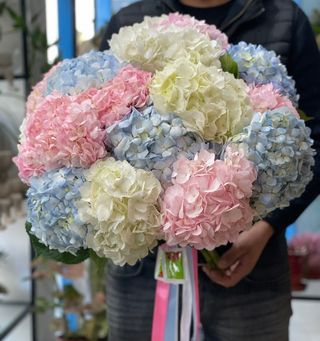Hydrangea Love