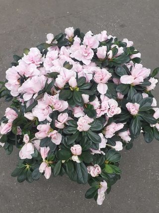Azzalea Rosa