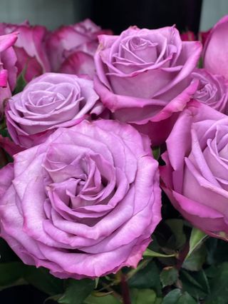 Trandafiri Mov