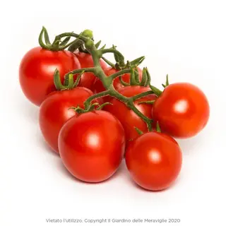 Ciliegino rosso -500gr