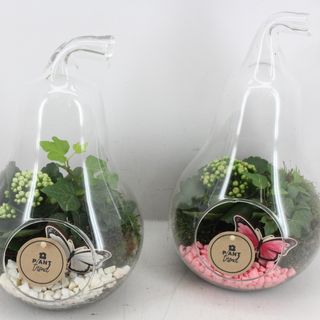 Aranjament Mix Plantre In Sticla