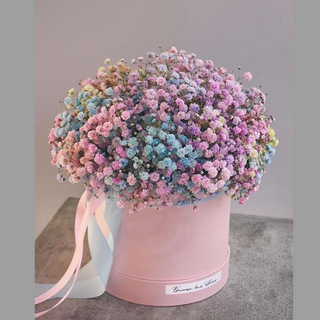 ყუთის გიფსოფილა (Small size)