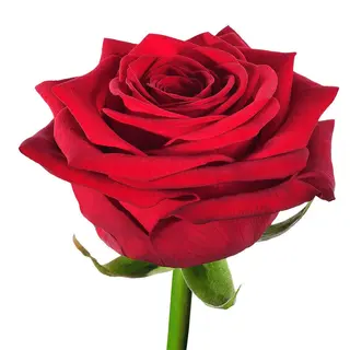 Rosa rossa singola