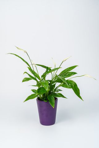 Spathiphyllum  - Floarea Pacii