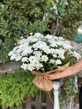 გვირილების თაიგული