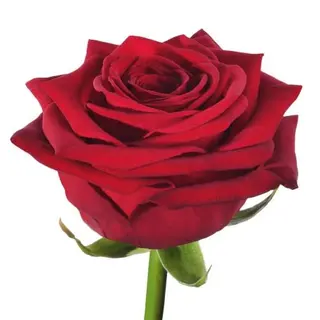 Rosa rossa singola confezionata