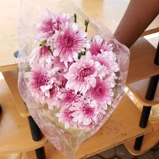 10 Stems of Purple Mums