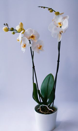 Storczyk Phalaenopsis