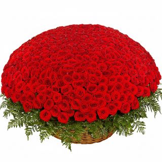 501 червона троянда