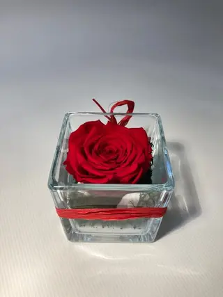 Rosa sempreviva