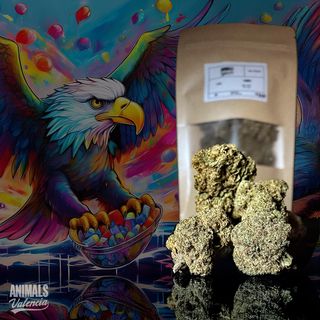 5Gr Candy GreenHouse CBD 