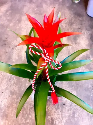 Guzmania