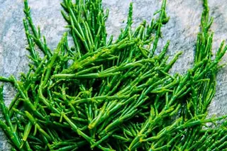 Salicornia  