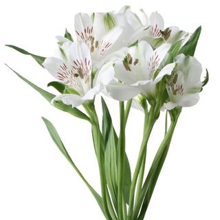 Alstroemeria alba