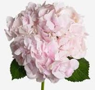 Гортензія рожева